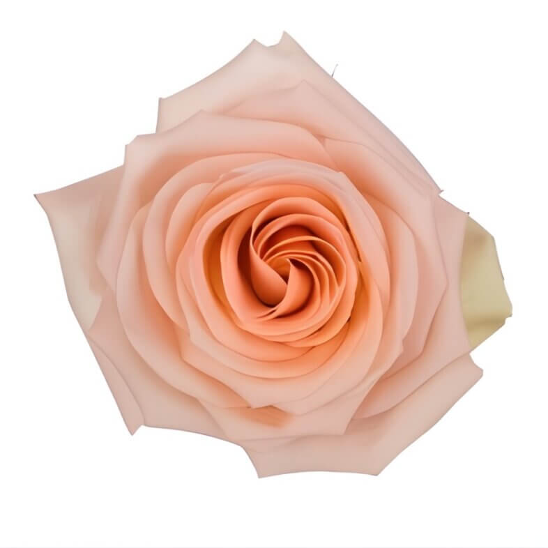 Peach Tiffany Roses