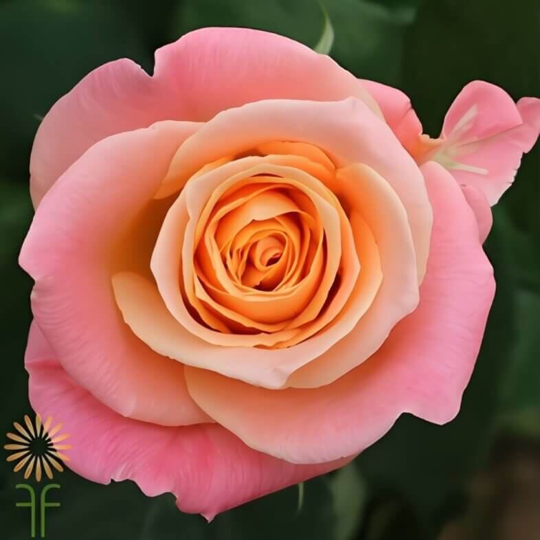 Peachy Pink Miss Piggy Roses