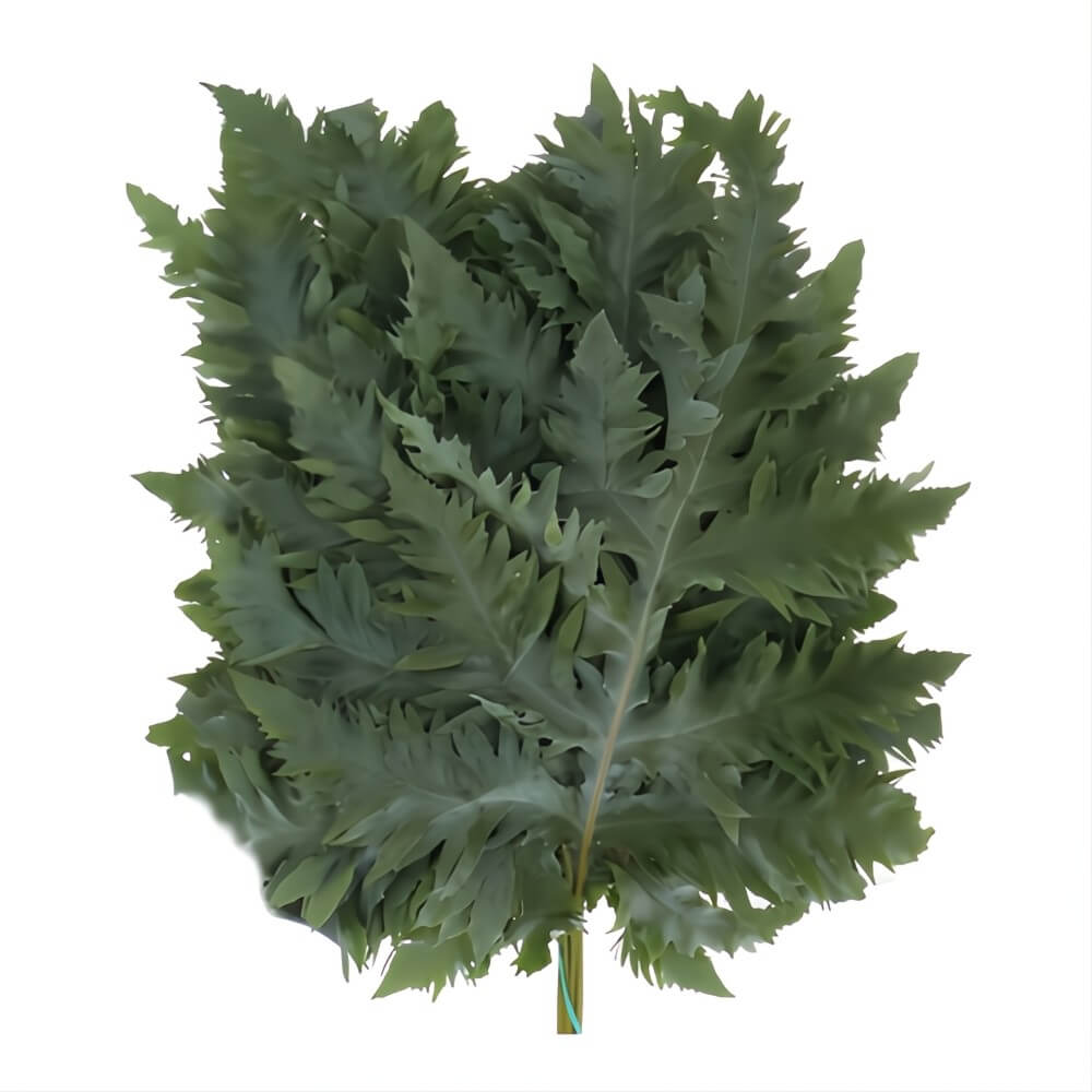Phlebodium Rucula Fern