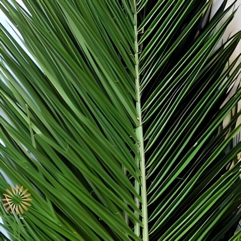 Phoenix Roebelenii Palm