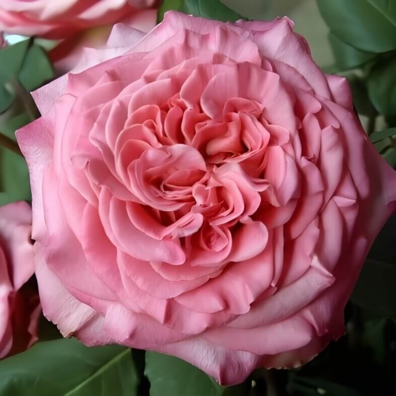 Pink Ashley Garden Roses