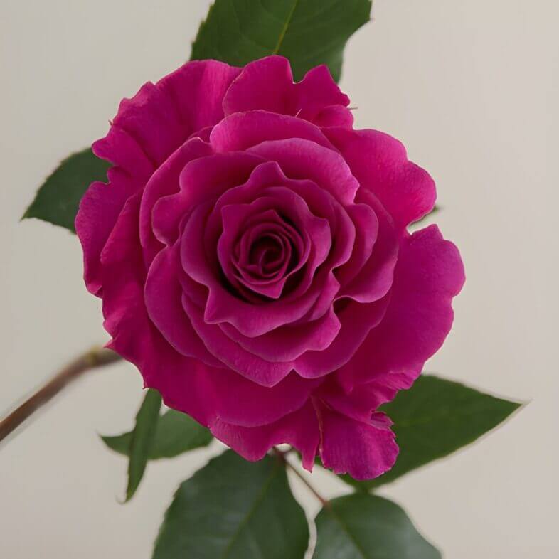Lavender/Purple Mamy Blue Roses