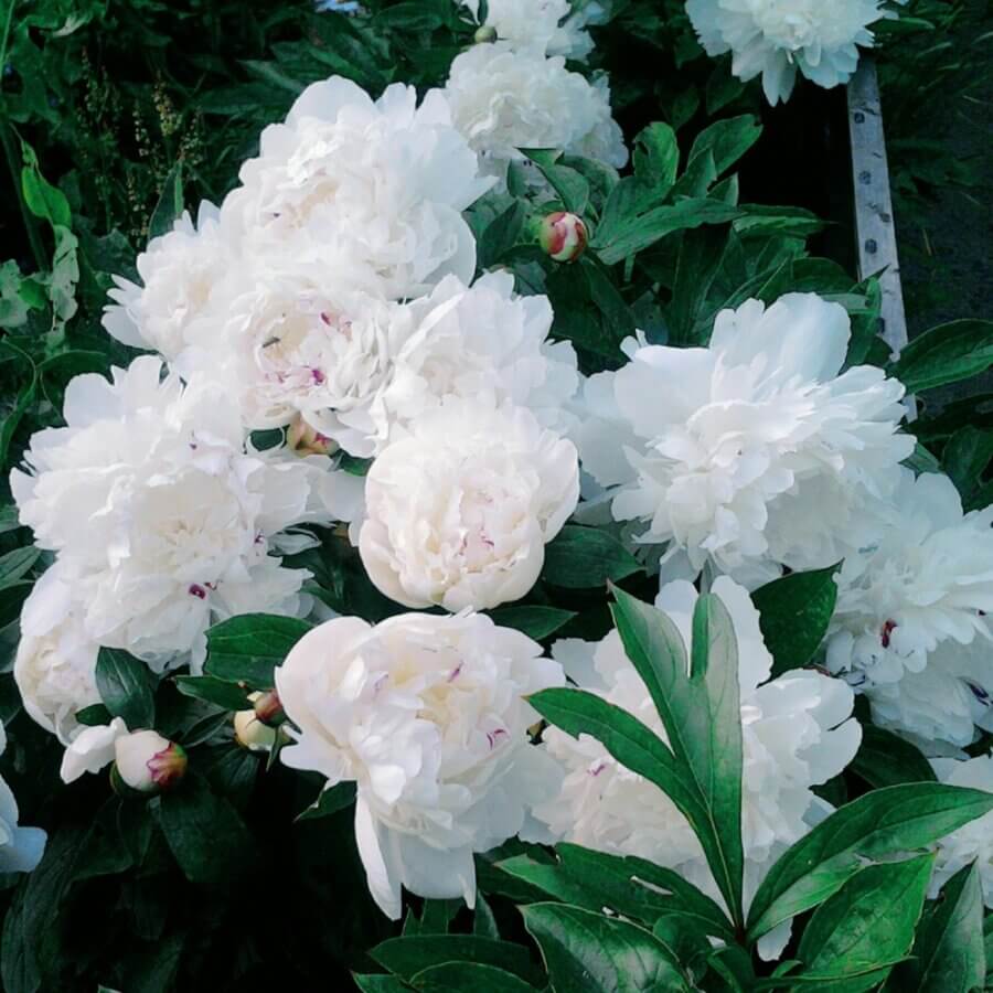close-up of imported wholesale white peonies