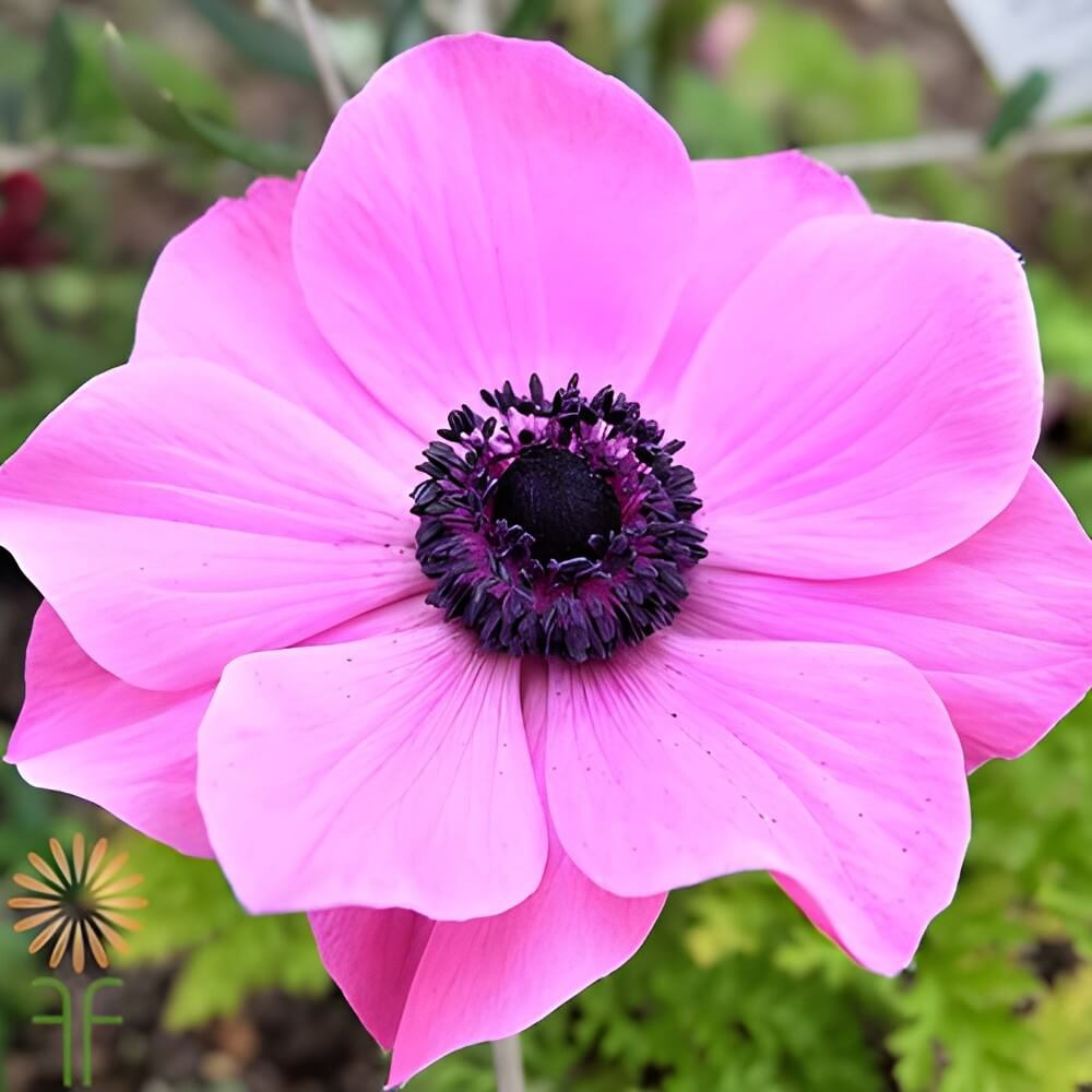 close up of a wholesale anemone in full bloom