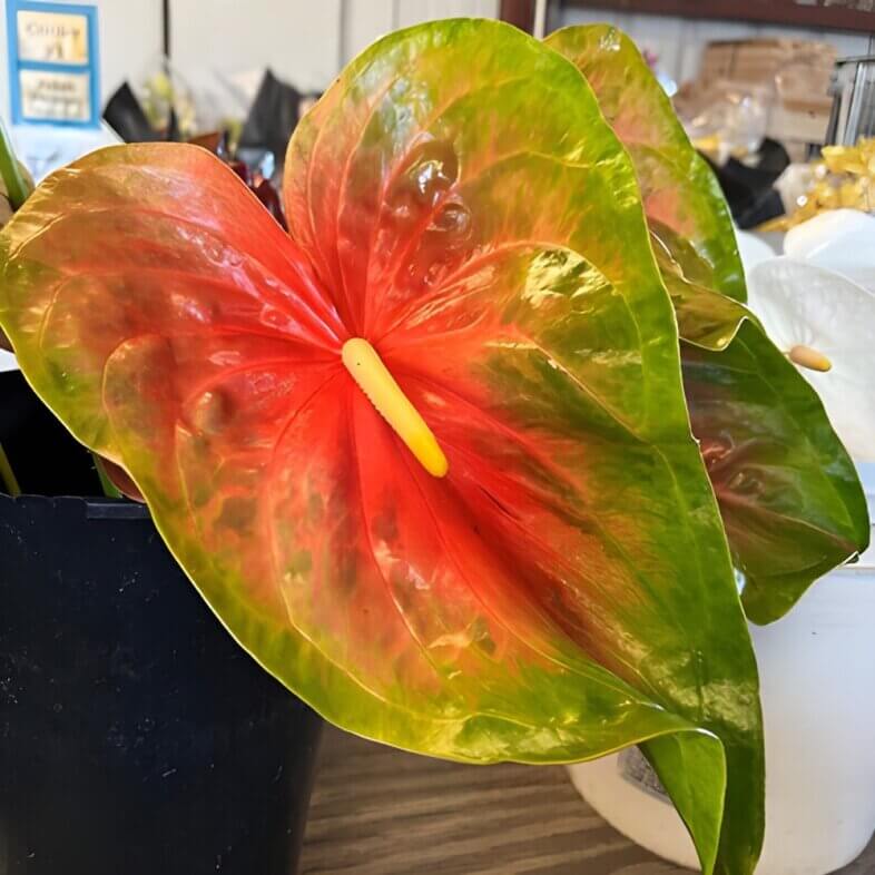 Anthurium