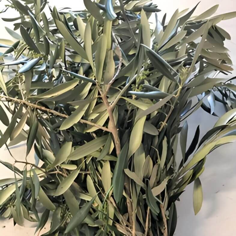 Branches