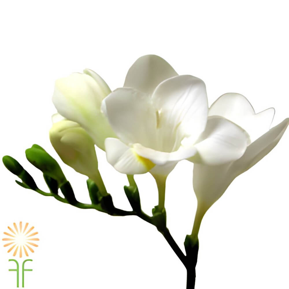 close-up of bulk wholesale freesia