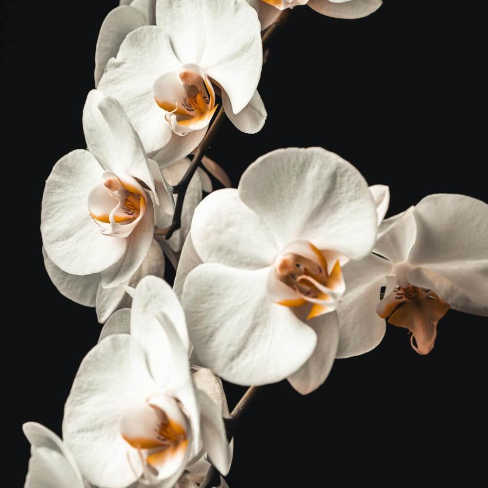 closes-up wholesale orchids for weddings and events