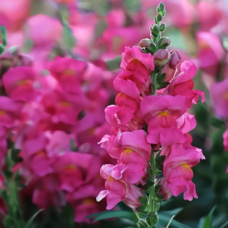 Snapdragons