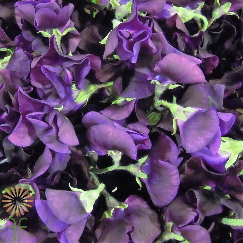 close-up of wholesale sweet peas