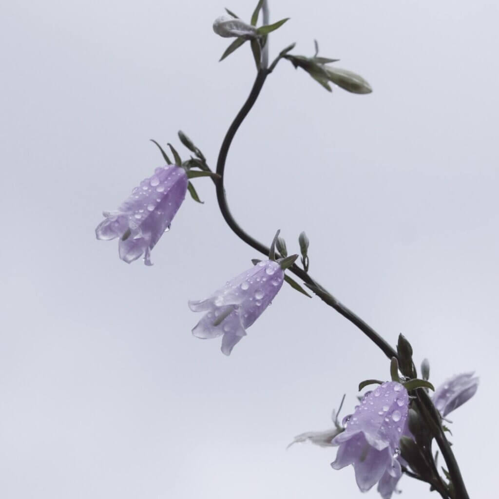 close-up of campanula in full bloom