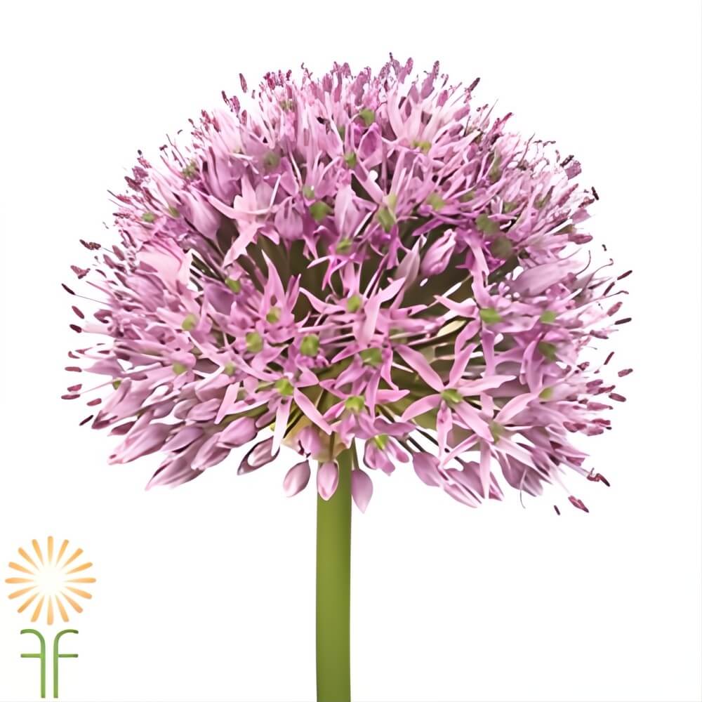 fresh-cut wholesale Purple Gladiator Allium flowers