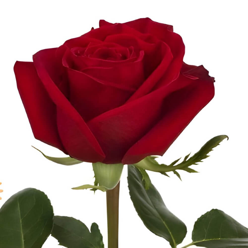 DIY wholesale Red Freedom Rose