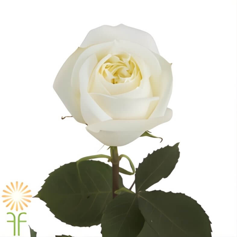 Polo Roses Open White Polo Roses | Fabulous Florals