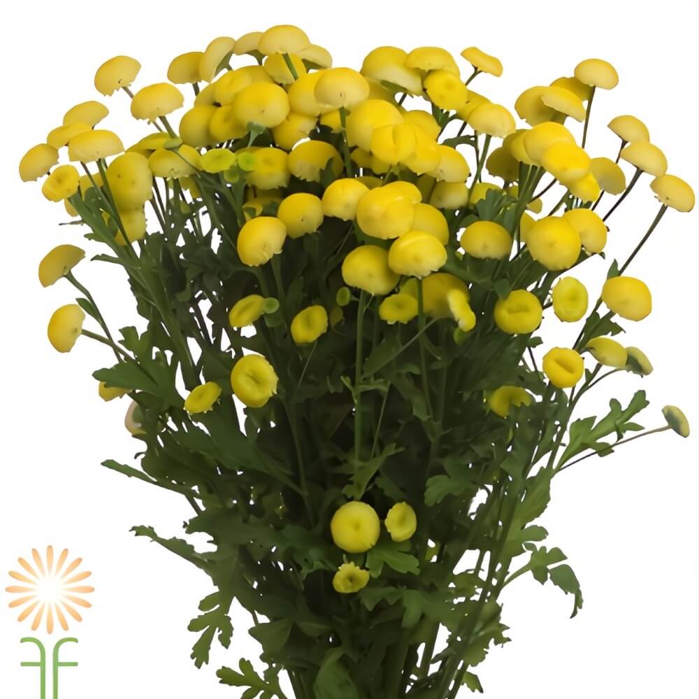 Yellow Button Feverfew - Image 2
