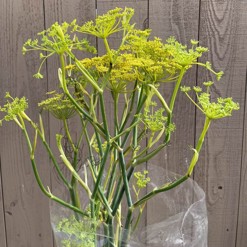 Yellow Dill - Image 2