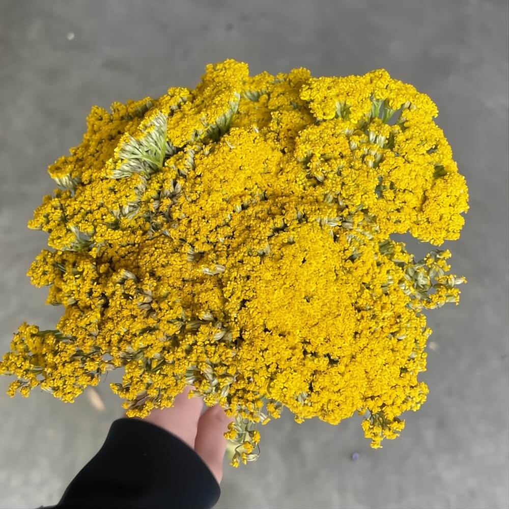 Yellow Yarrow, tall - Image 2