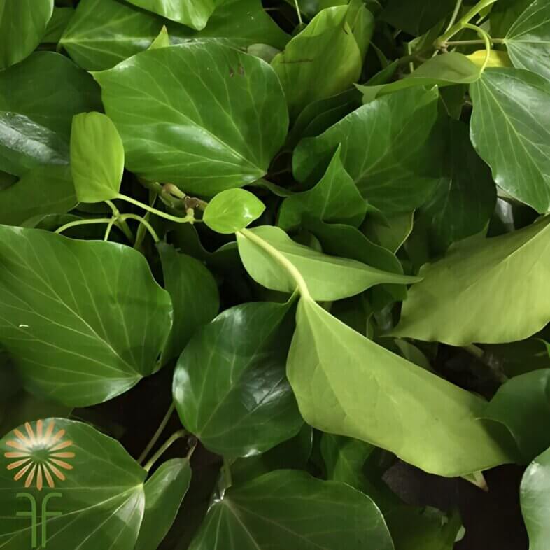 Foliage and Greenery