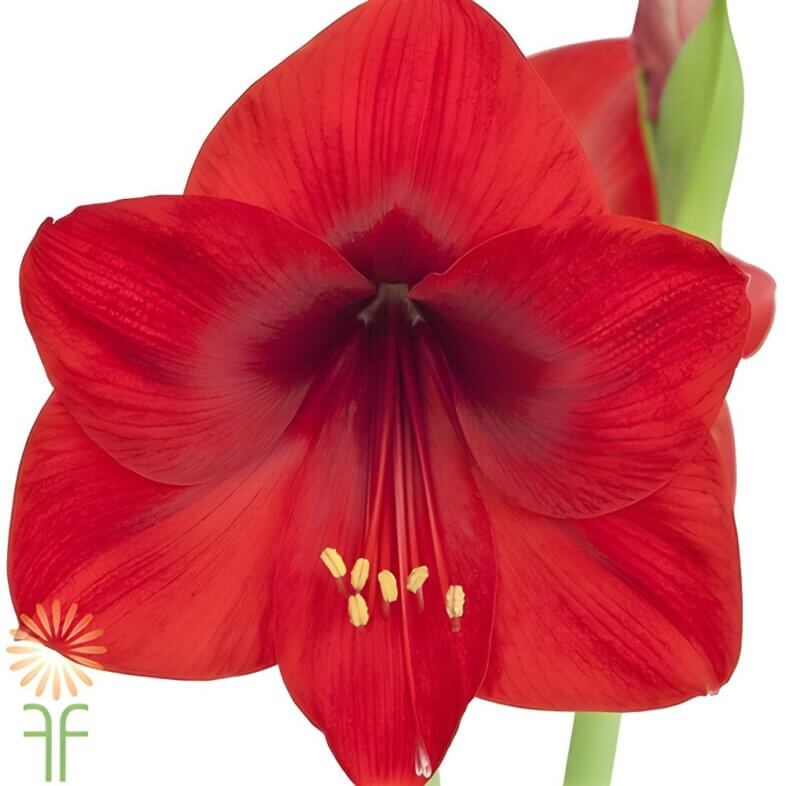 Amaryllis