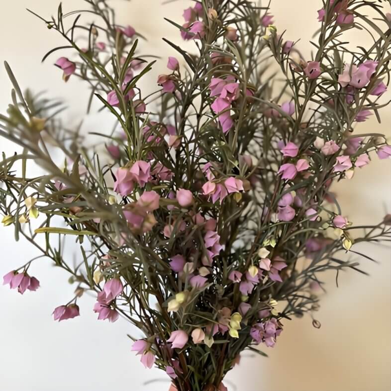 wholesale Pink Aussie Bells