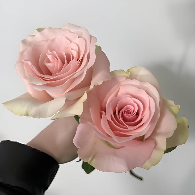 Pink Blessing Roses