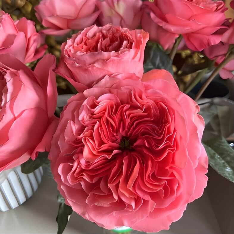 Pink Candy X-pression Roses