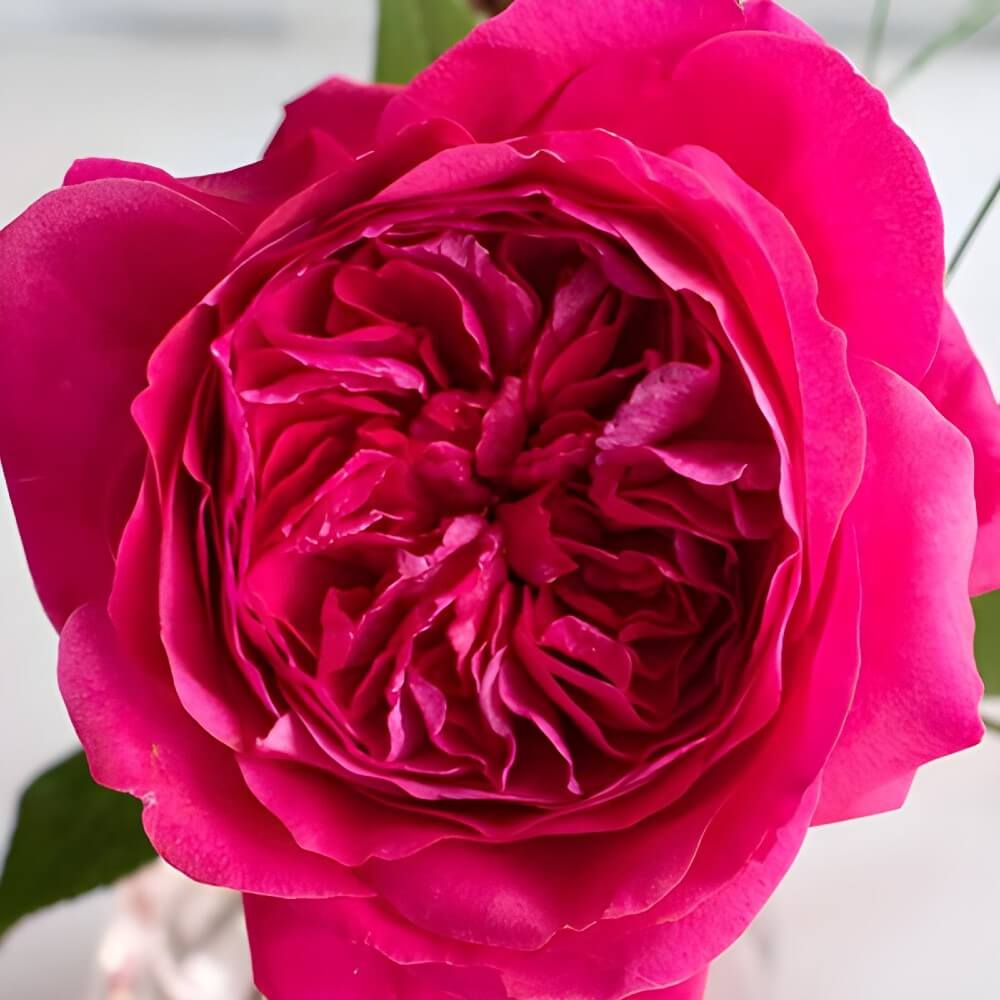 wholesale Pink Capability Garden Roses