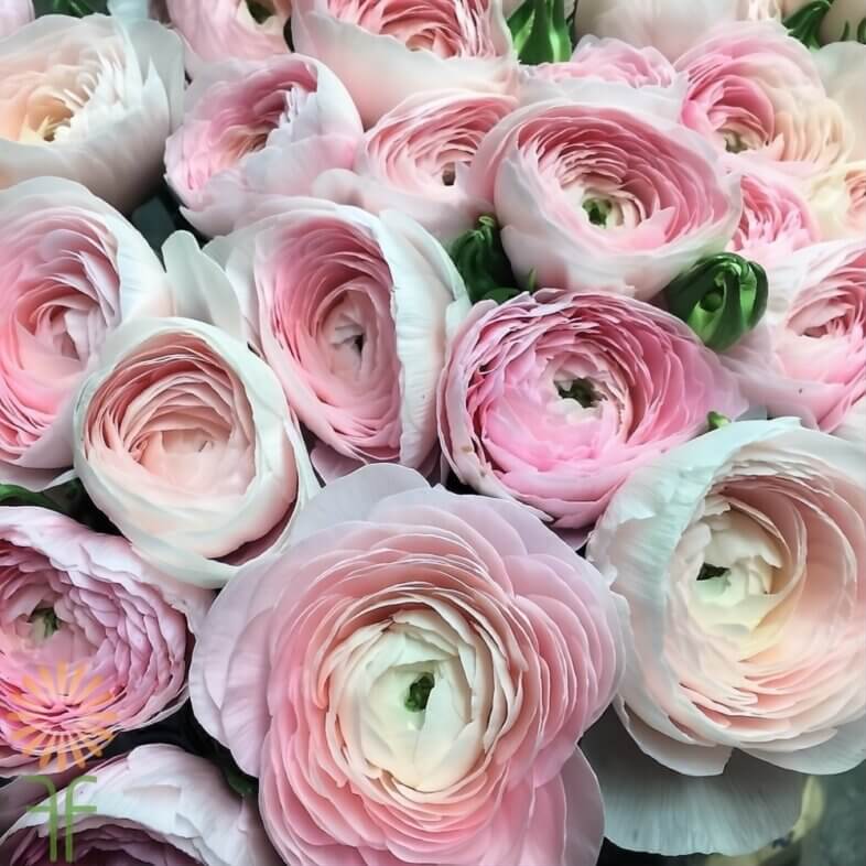 Pink Cloni Ranunculus
