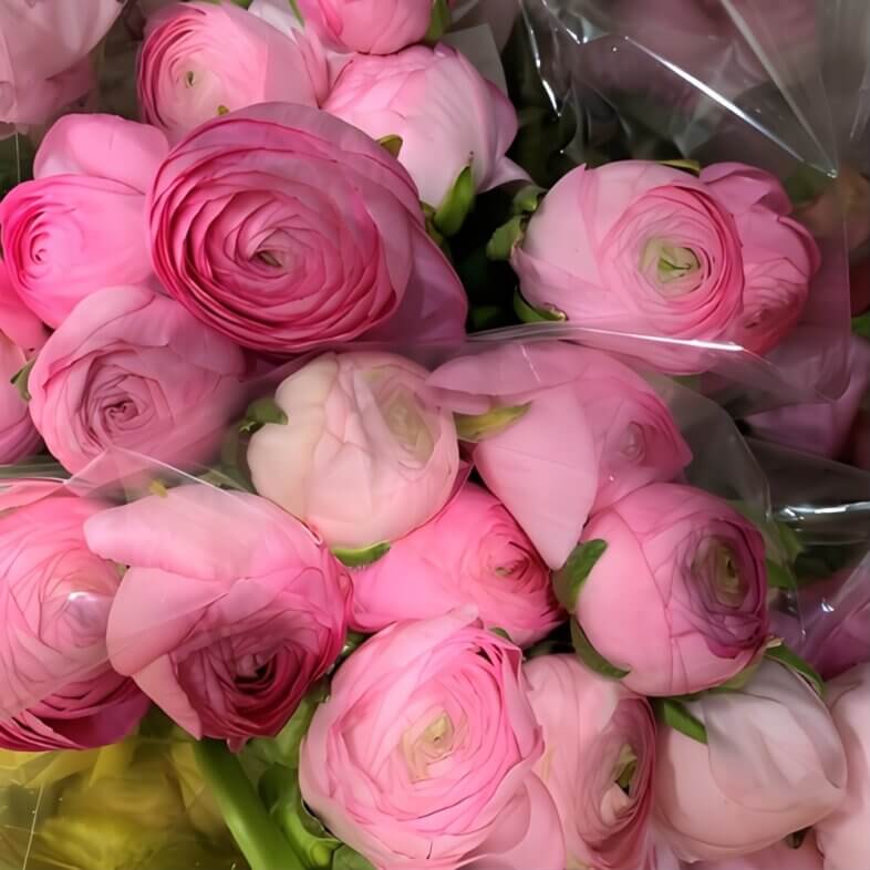 Pink Elegance Ranunculus