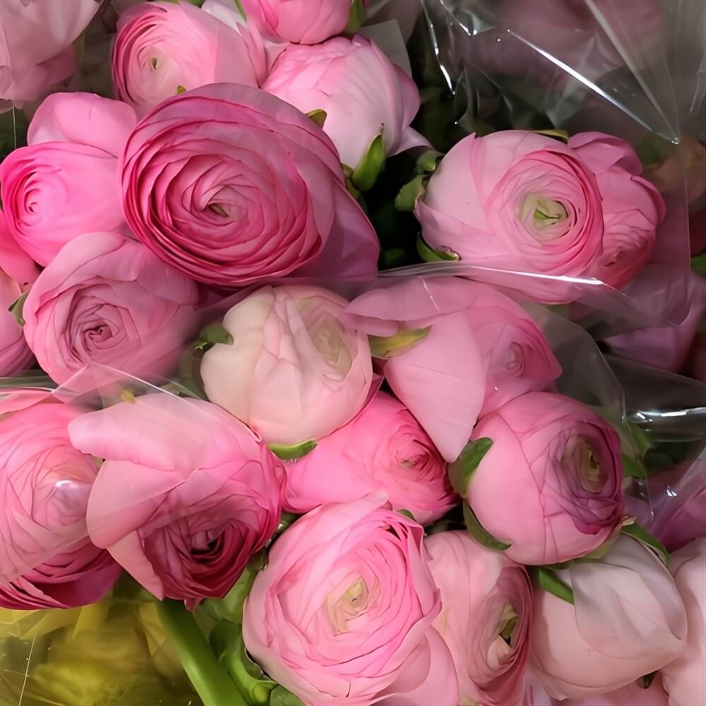 Buy Pink Elegance Ranunculus Online Guaranteed Fresh