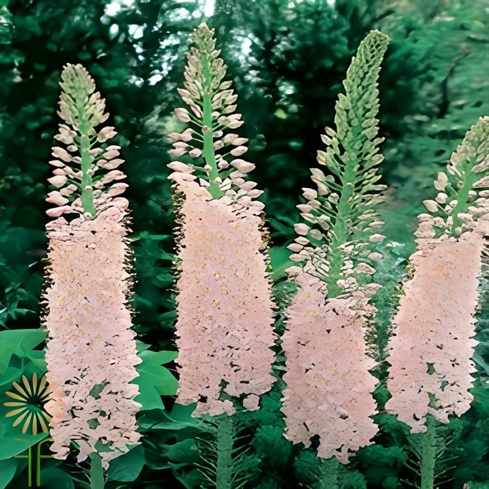 Pink Eremurus