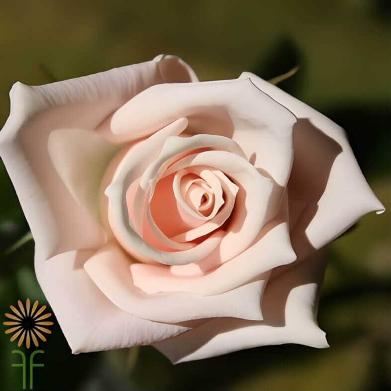 Pink Esther Sweetheart Roses