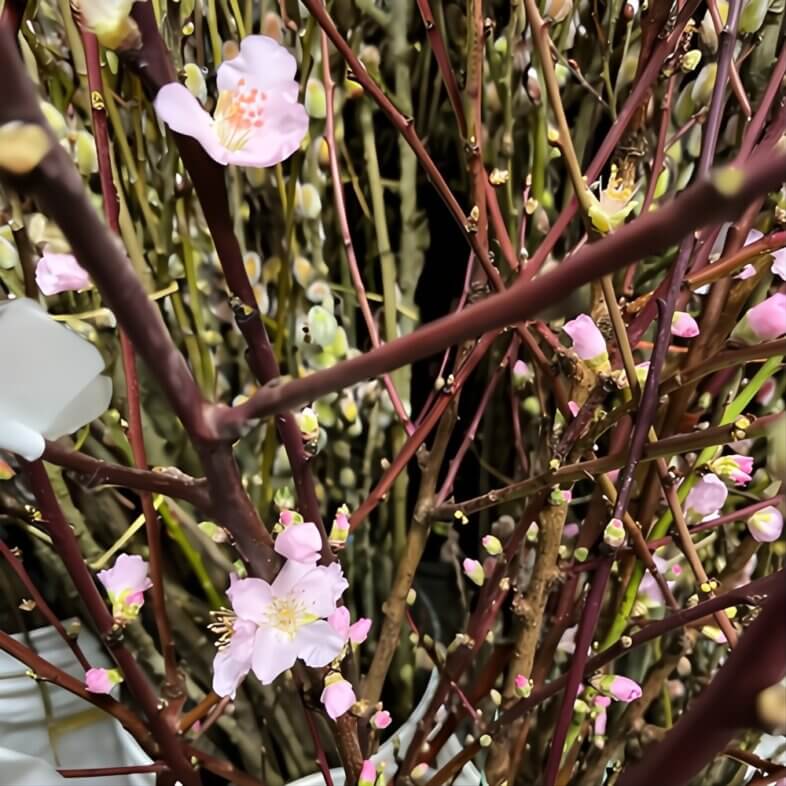 Pink Flowering Almond Branches