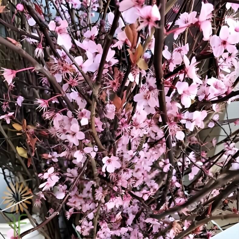 Pink Flowering Cherry Branches