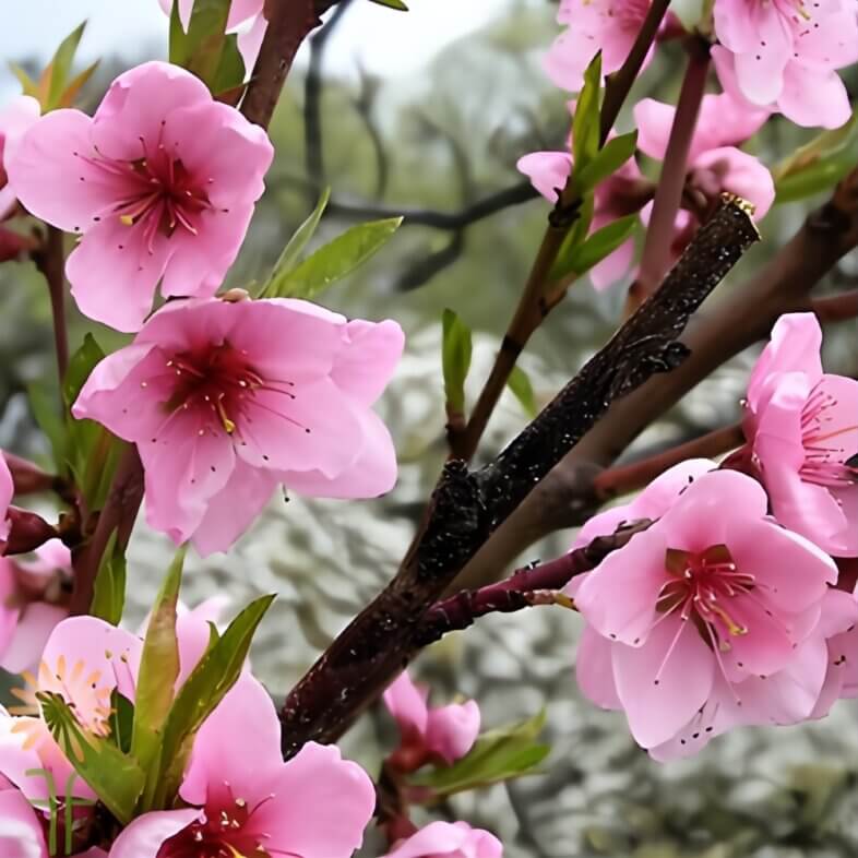 Pink Flowering Peach Branches