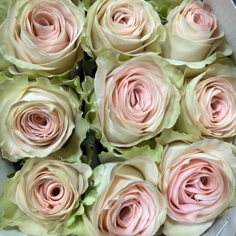 Pink Happy Bride Roses