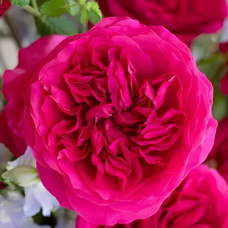 wholesale Pink Hettie Garden Roses