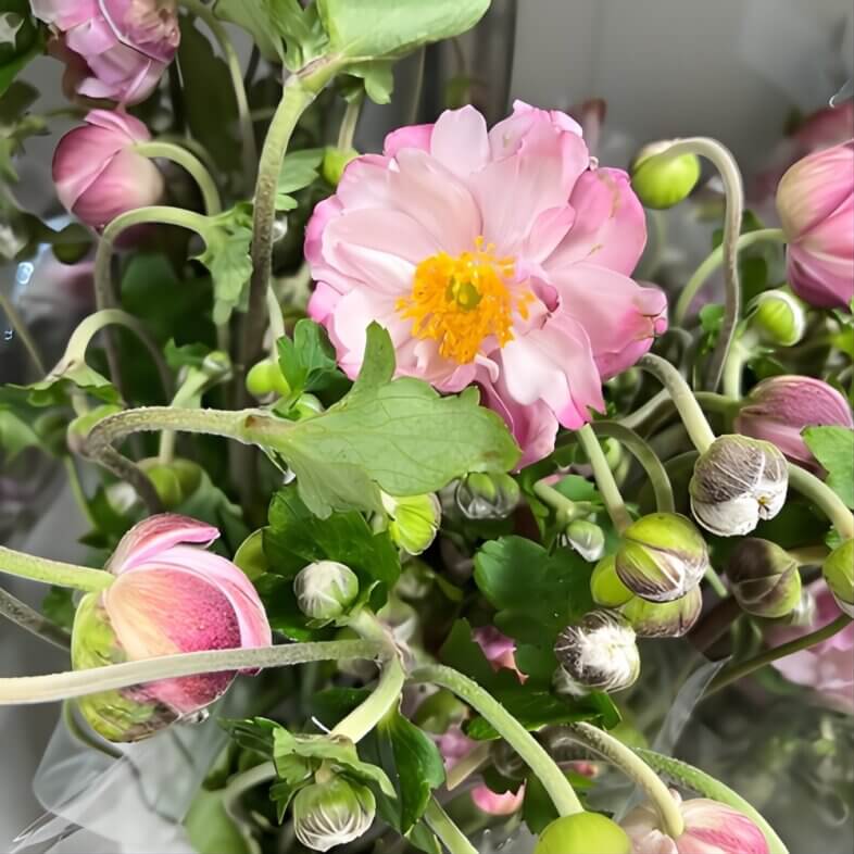 wholesale Pink Japanese Anemones