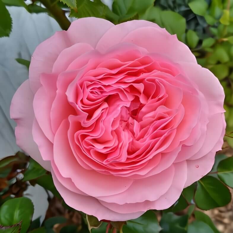 wholesale Pink Mariatheresia Garden Roses
