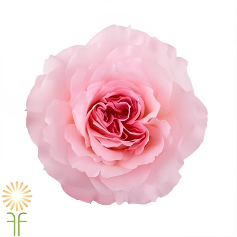 wholesale Pink Mayra's Bridal Garden Roses
