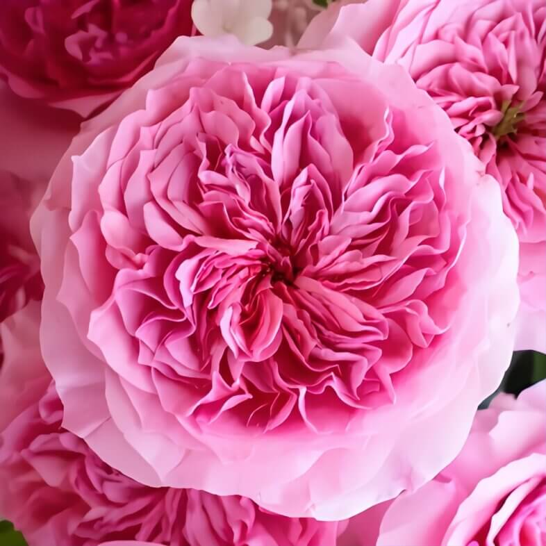 wholesale Pink Millicent Garden Roses