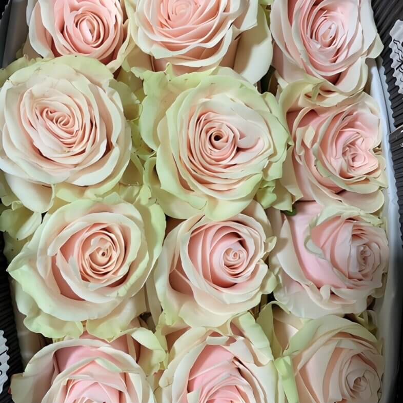wholesale Pink Mondial Roses