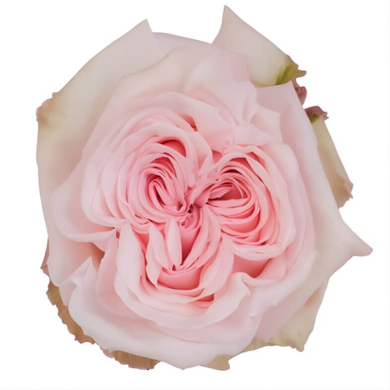 wholesale Pink O'Hara Garden Roses