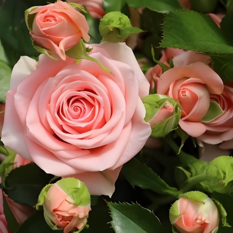 wholesale Pink Odilia Spray Roses
