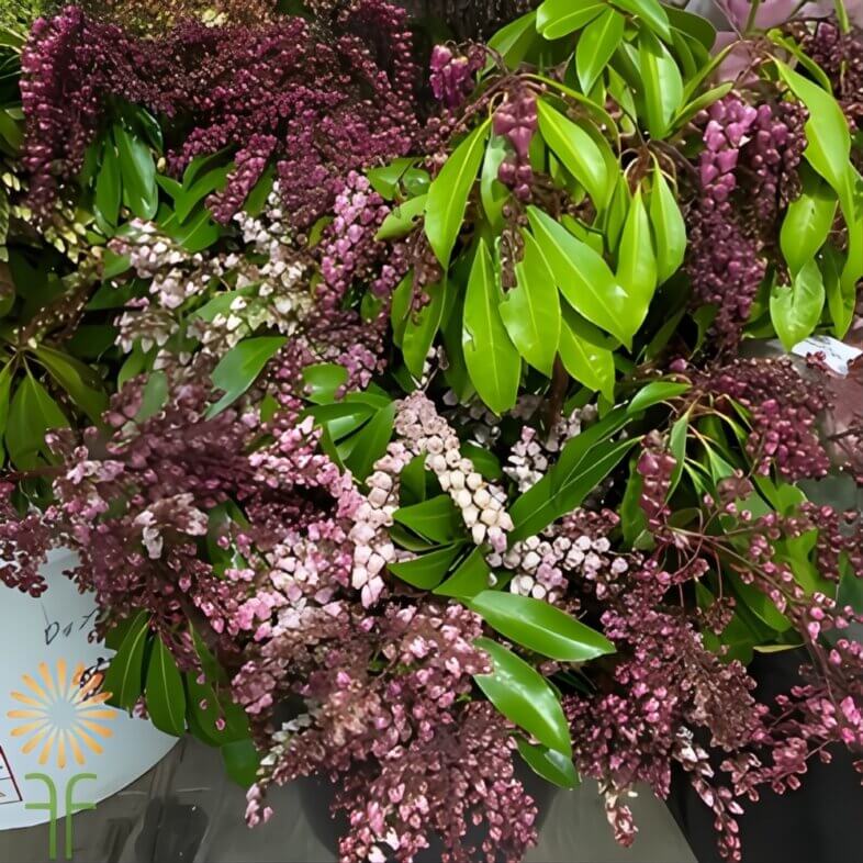wholesale Pink Pieris/Andromeda