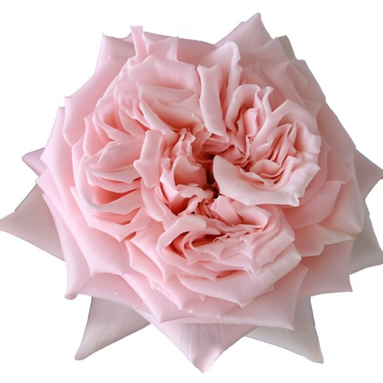 wholesale Pink Princess Hitomi Garden Roses