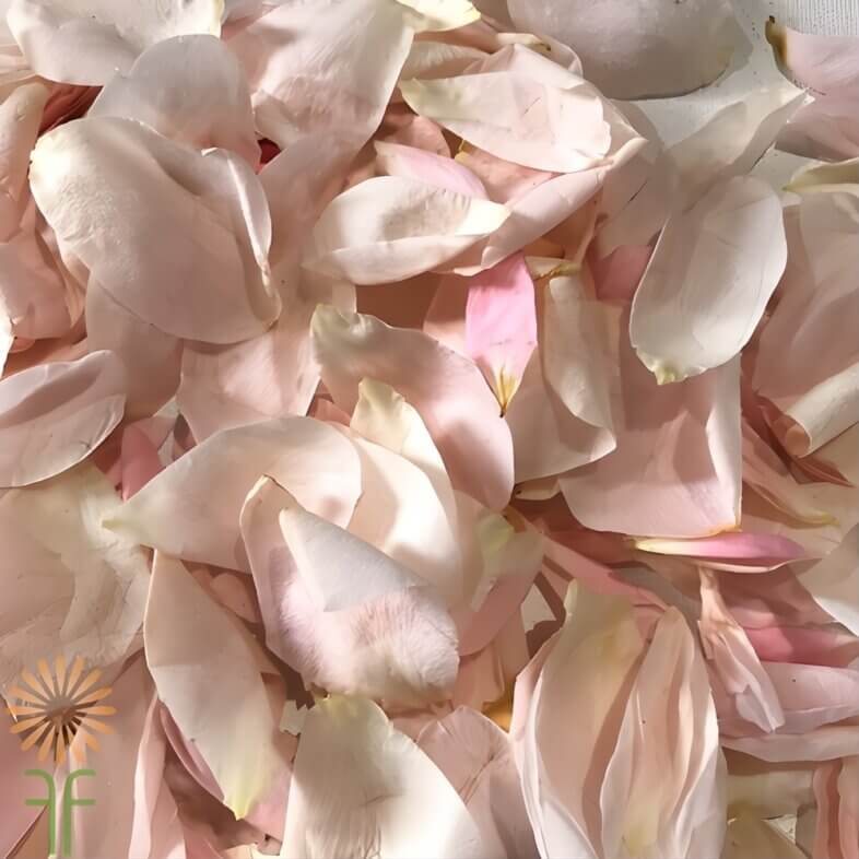 Pink Rose Petals