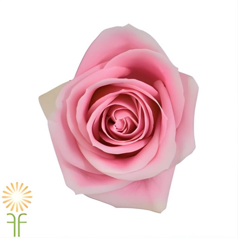wholesale Pink Rosita Vendela Roses