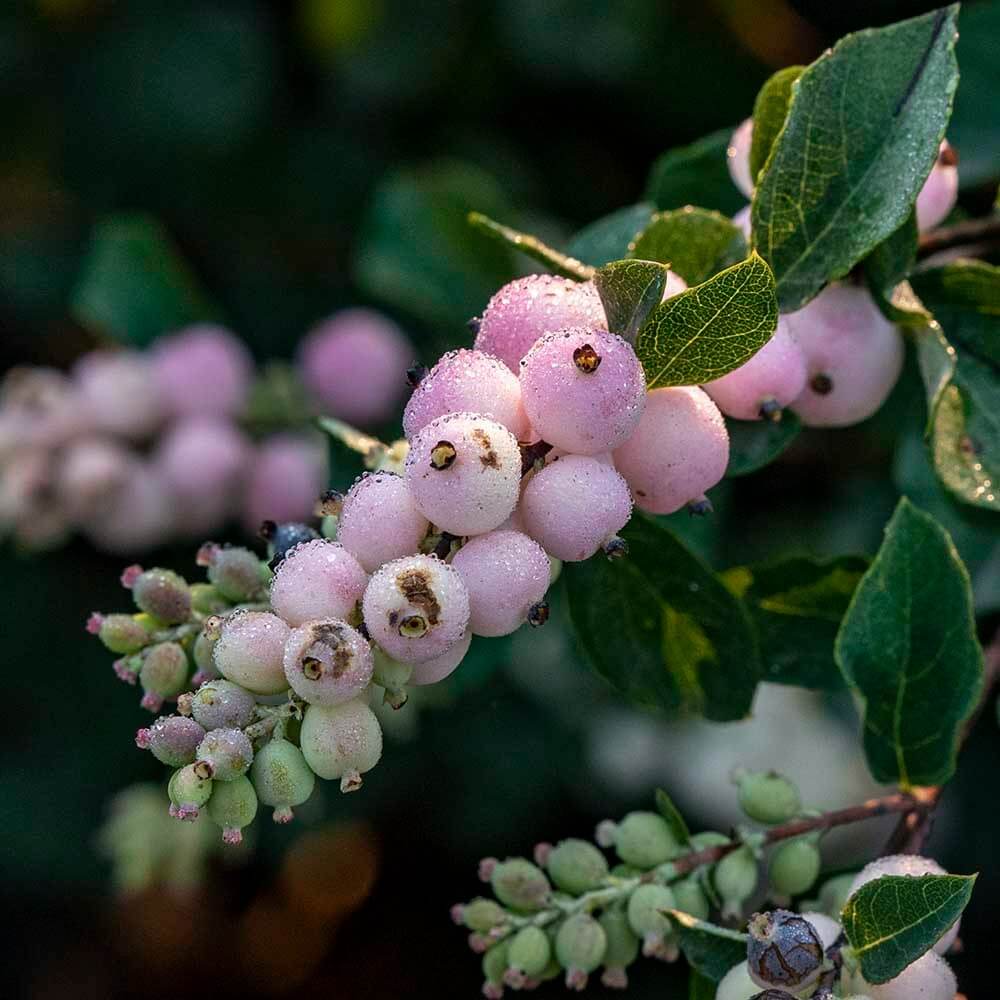 close-up of Wholesale Pink Snowberries