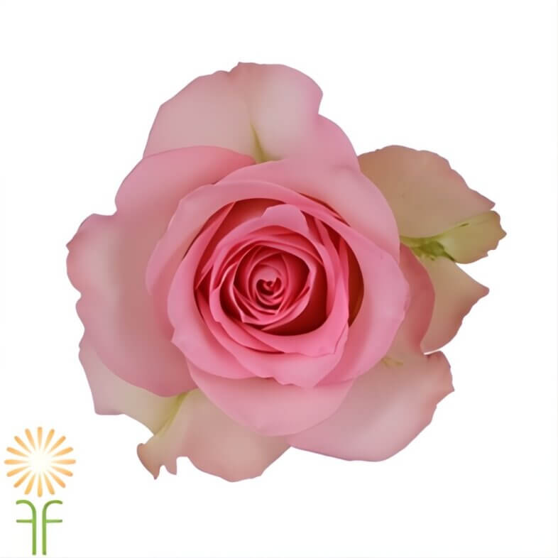 wholesale Pink Sweet Unique Roses